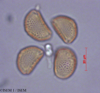 ISEM 1/Tropaeolum_adpressum_29142/Tropaeolum_adpressum_29142_0001(copy)_thumb.jpg